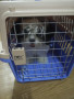 shih-tzu-for-sale-small-1