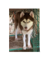 pure-siberian-husky-small-0