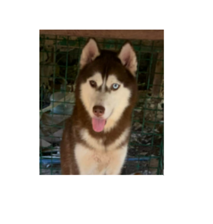 pure-siberian-husky-big-1