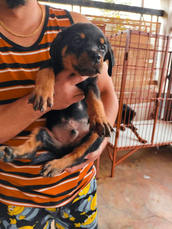 Rottweiler Puppies for Sale, Davao