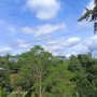 3hectares-of-land-planted-with-falcata-trees-small-0