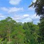 3hectares-of-land-planted-with-falcata-trees-small-2