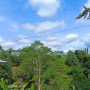 3hectares-of-land-planted-with-falcata-trees-small-1