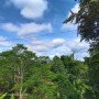 3hectares-of-land-planted-with-falcata-trees-small-3