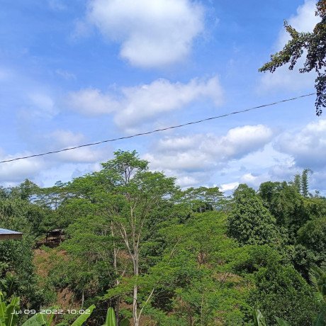 3hectares-of-land-planted-with-falcata-trees-big-0