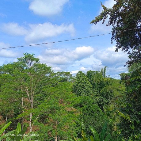 3hectares-of-land-planted-with-falcata-trees-big-2