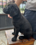 labrador-puppies-small-2