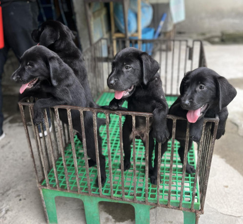 labrador-puppies-big-0