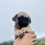 pug-small-3