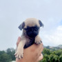 pug-small-1