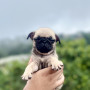 pug-small-2