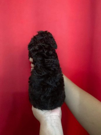 dark-brown-miniature-poodle-big-1