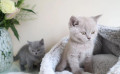 fluffy-british-shorthair-kittens-small-0