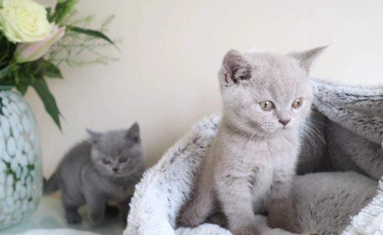 fluffy-british-shorthair-kittens-big-0