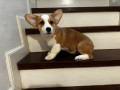 corgi-puppy-small-1