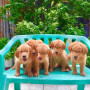 golden-retriever-puppies-champline-small-1