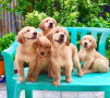 golden-retriever-puppies-champline-small-2