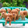 golden-retriever-puppies-champline-small-0