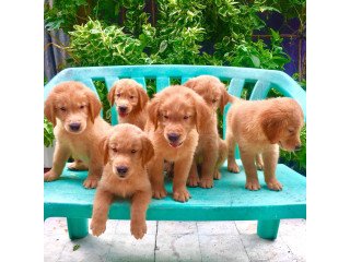 Golden Retriever Puppies Champline!
