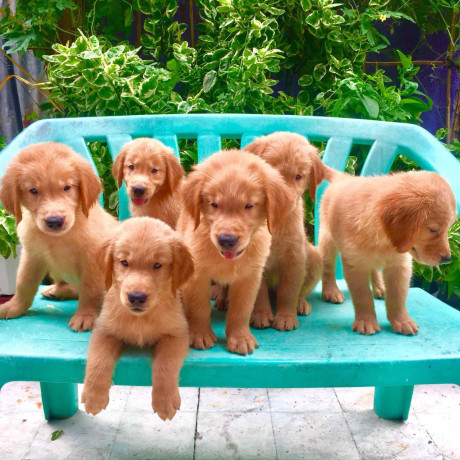 golden-retriever-puppies-champline-big-0