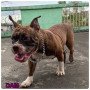 female-exotic-american-bully-small-3