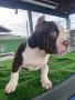 female-exotic-american-bully-small-0