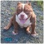 female-exotic-american-bully-small-2
