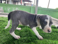 classic-american-bully-small-1