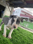 classic-american-bully-small-2