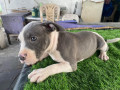 classic-american-bully-small-0