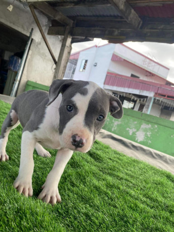 classic-american-bully-big-2