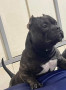 brindle-pocket-american-bully-small-3