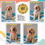 golden-retriever-small-2