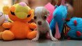 chihuahua-pups-small-0