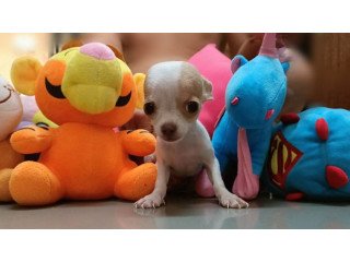 Chihuahua pups