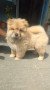 chow-chow-small-4