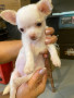 purebreed-chihuahua-puppies-for-sale-small-0