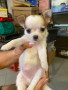 purebreed-chihuahua-puppies-for-sale-small-4