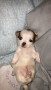 purebreed-chihuahua-puppies-for-sale-small-1