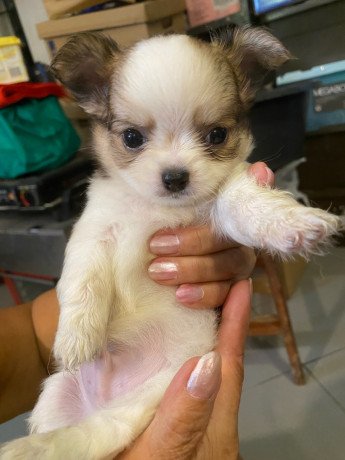 purebreed-chihuahua-puppies-for-sale-big-3