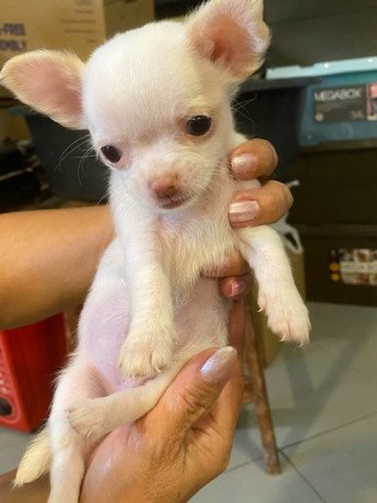 purebreed-chihuahua-puppies-for-sale-big-0