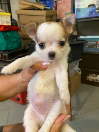 purebreed-chihuahua-puppies-for-sale-big-4