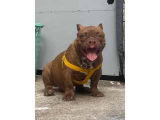 American Bully (Exo Extreme)
