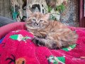 2-quality-female-persian-kitten-for-rehoming-small-1
