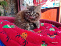 2-quality-female-persian-kitten-for-rehoming-small-2