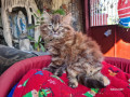 2-quality-female-persian-kitten-for-rehoming-small-0