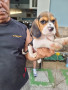 female-beagle-with-pcci-small-0