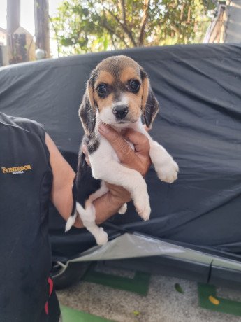 female-beagle-with-pcci-big-1