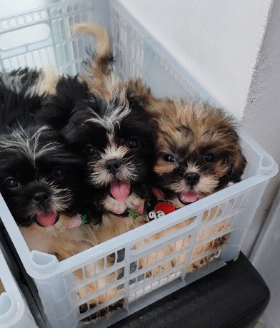 shihtzu-ready-for-rehoming-big-3