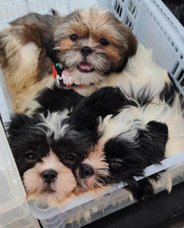 shihtzu-ready-for-rehoming-big-2